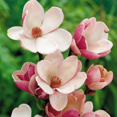 Magnolia Satisfaction >200cm, T60